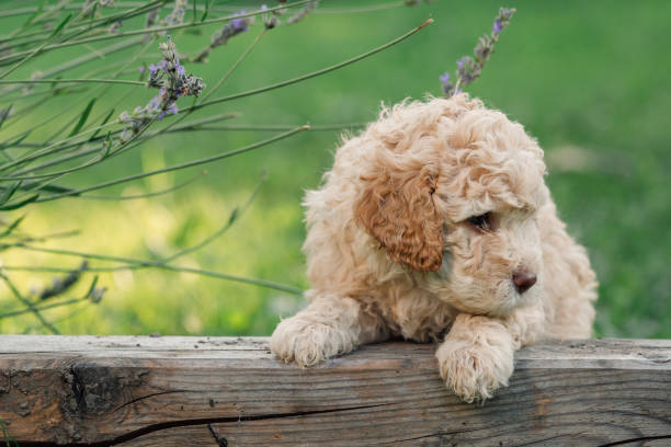 istock dogs playing outdoor 1163798550