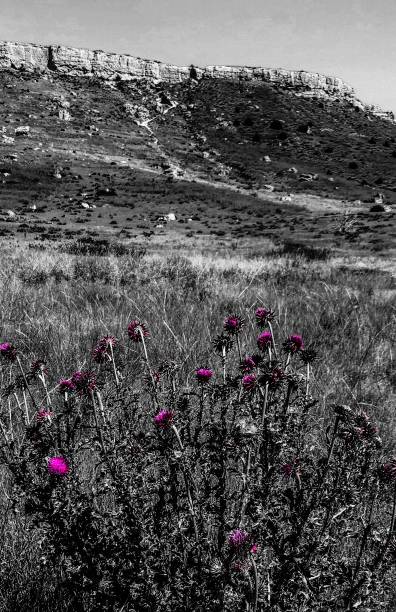 istock Montana Buffalo Jump Park 1163798577