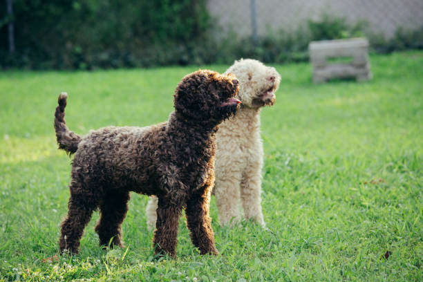 dogs playing outdoor purebred dogs playing outdoor in backyard lagotto romagnolo stock pictures, royalty-free photos & images