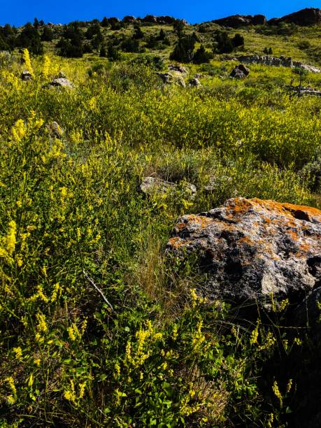 istock Montana Buffalo Jump Park 1163798677