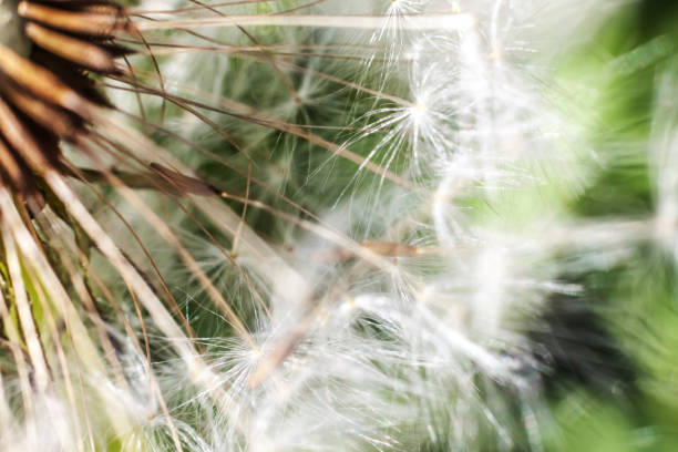 istock Dandelion seeds blowing in wind in summer field background 1163800769