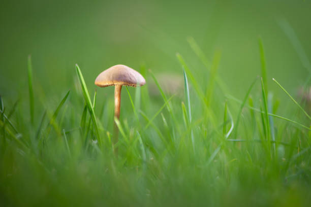 istock single marasmius oreades mushroom in soft light at green garden 1163800807