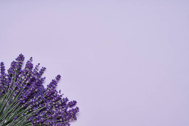 istock Lavender flowers bouquet on lilac backdrop. Copy space, top view. Summer background 1163801359