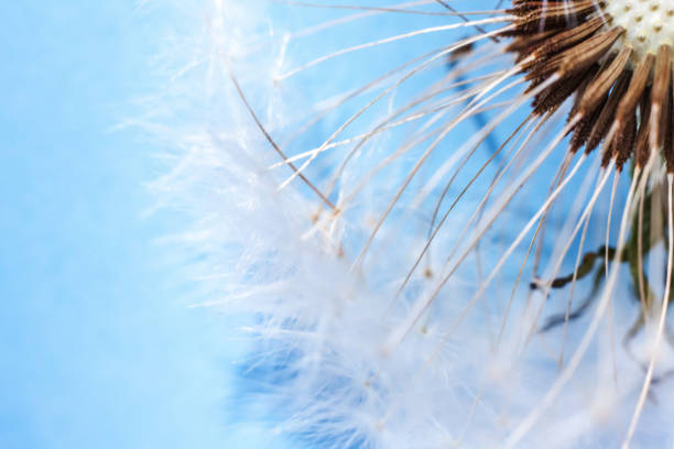 istock Dandelion seeds blowing in wind in summer on blue background 1163801832