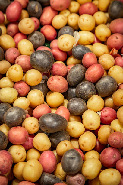 레인보우 감자 - new potato raw potato freshness organic 뉴스 사진 이미지