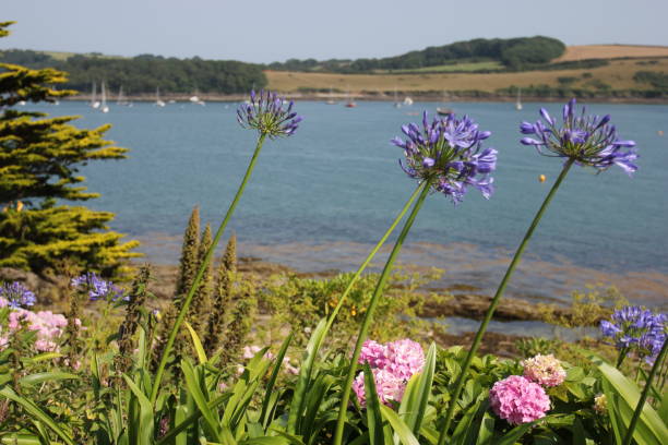 istock Agapanthus at St Mawes castle Cornwall 1163801895