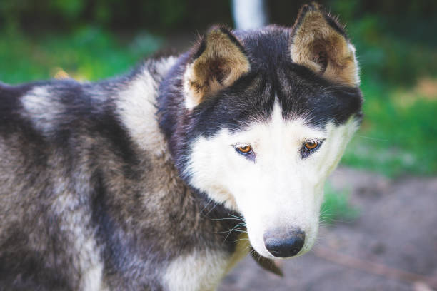 istock Husky breed dog looking at camera 1163802054