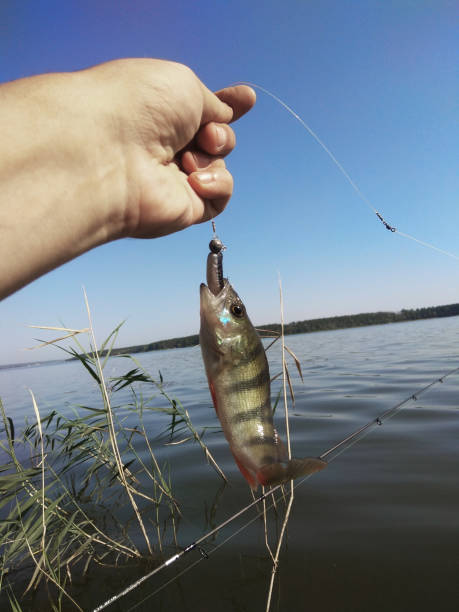 istock person holds catch perch at river background. 1163803605