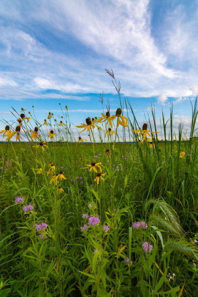 Blooming yellow Pinnate Prairie Coneflowers Blooming yellow Pinnate Prairie Coneflowers as the sun rises in Dixon Waterfowl Refuge.  Putnam County, Illinois, USA prairie stock pictures, royalty-free photos & images