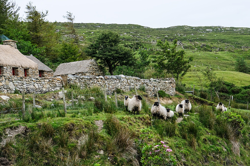 group of sheep in front of Irish farmhouse in Connemara