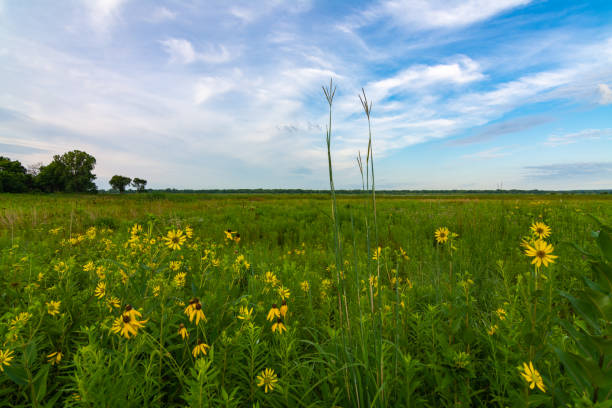 istock Yellow Compass Plant flowers 1163804799