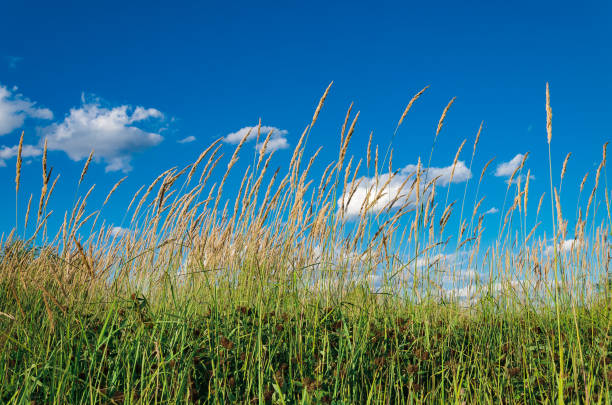 istock meadow grass inflorescence against blue sky 1163806725