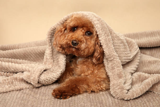 istock Toy Poodle puppy under blanket 1163807466