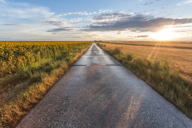 wet road after the rain with sun and fields in the background - one way road sign sign blank imagens e fotografias de stock