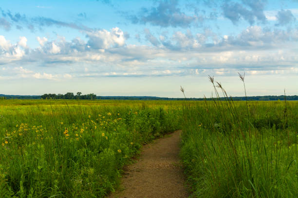 Dirt path through the wetlands on a beautiful Summer morning.  Dixon Waterfowl Refuge, Illinois, USA