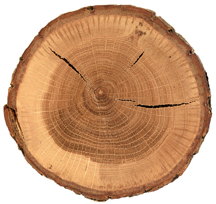 Textura de losa de madera de roble con corteza, anillos de crecimiento y grietas aisladas sobre fondo blanco photo