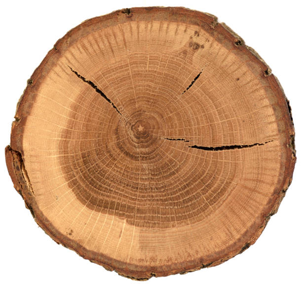 texture de dalle de bois de chêne avec l'écorce, les anneaux de croissance et les fissures d'isolement sur le fond blanc - bois coupé photos et images de collection