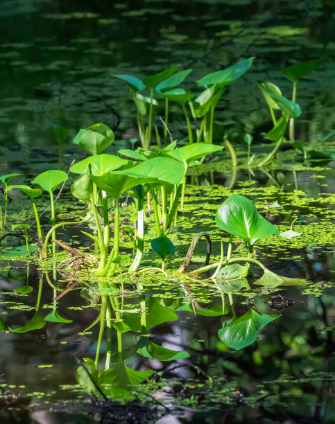 istock Wild Peace Lily Plants in Alaska 1163808854