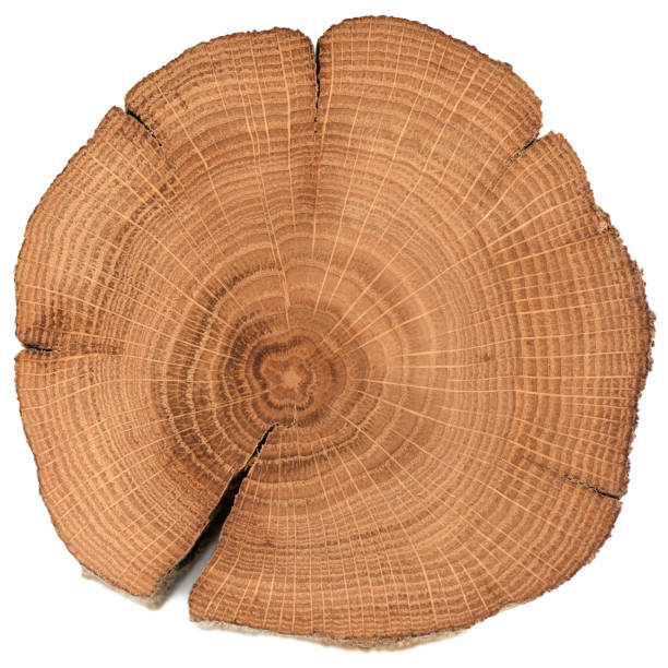 istock Irregular shaped oak wood slab with growth rings and cracks isolated on white background 1163809523