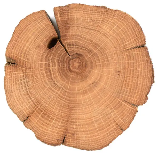 Photo of Oak wood slab. Irregular shaped textured surface with rings and cracks isolated on white background