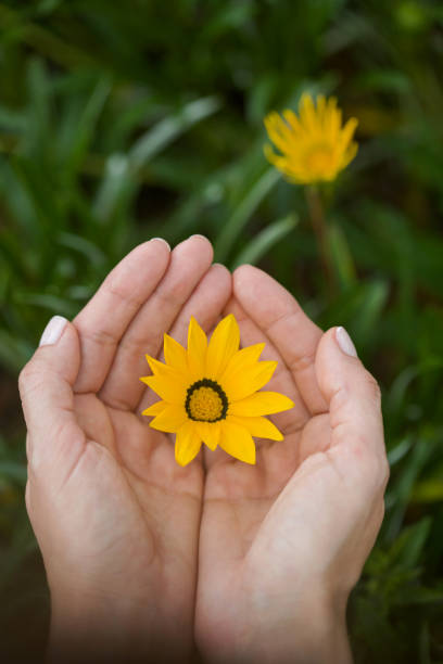istock Woman's hand touching some flowers in the field. 1163811969