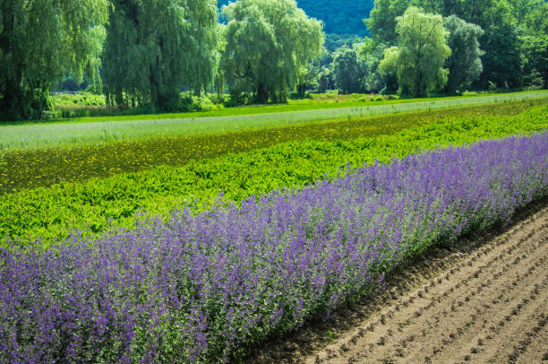 ラベンダー行 - massachusetts agriculture crop farm ストックフォトと画像