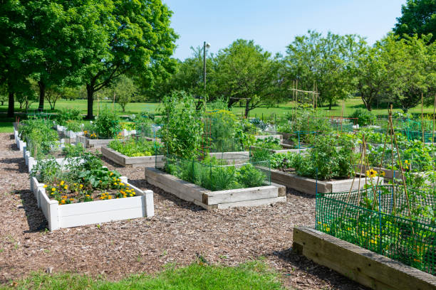 istock Planters at a Community Garden in a Park in Edgewater Chicago 1163813062