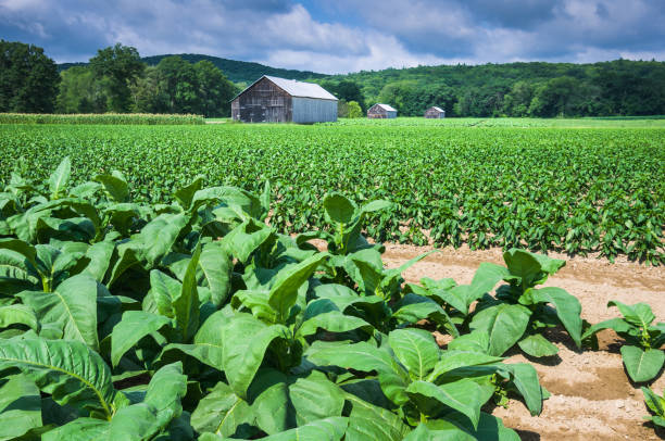 タバコ ファーム - massachusetts agriculture crop farm ストックフォトと画像