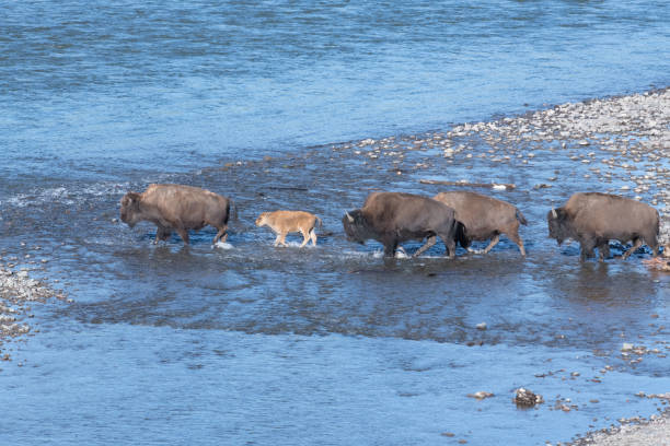 istock Large number of Bison with calves crossing river 1163815003