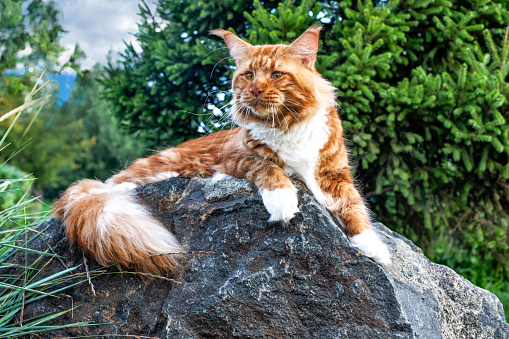 A huge red and white maine coon cat lying on the big rock in the forest on a sunny day.