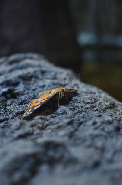 istock The small orange butterfly on the rocks 1163815124
