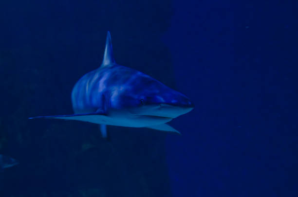 istock A big great white shark in the water 1163815126