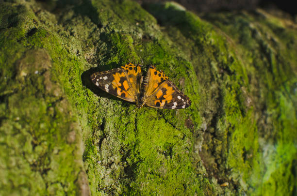 A view of the orange monarch butterfly on the mossy stone in the wild jungle floor.