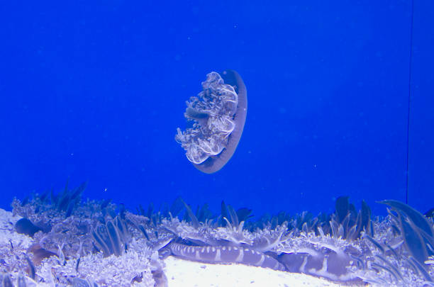 A view of a little jellyfish swimming over all the other ground fish in the cool blue ocean floor.