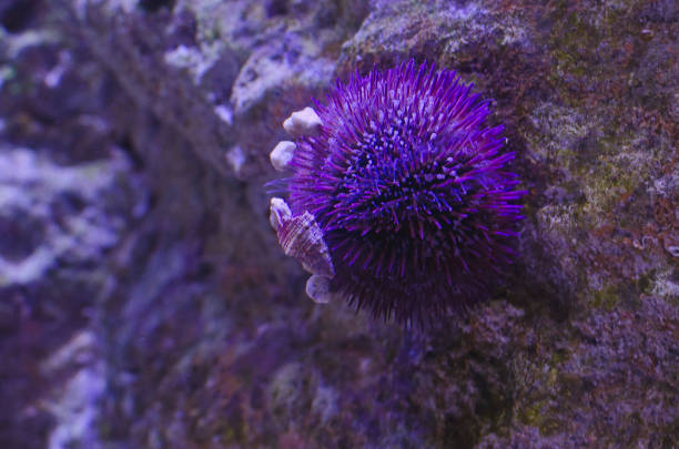 istock A purple sea urchin on the rocks 1163815312