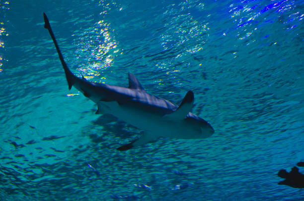 istock A big great white shark swimming away 1163815373