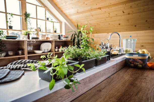 istock Homegrown herbs in disposable plastic box 1163815389