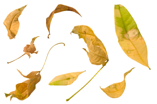 8 separate leaf samples isolated on a white background