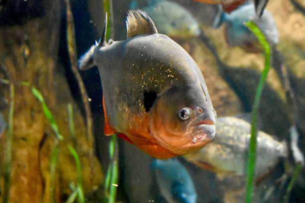 istock Red Bellied Piranha in an aquarium 1163817038