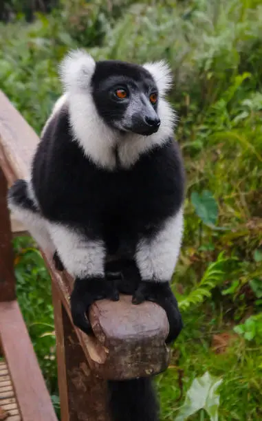 Indri in Ranomafana National Park, Madagascar, sitting on a wooden bannister