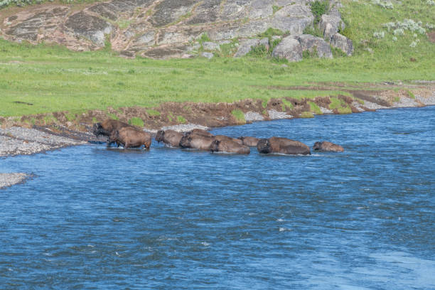 istock Large number of Bison with calves crossing river 1163818002
