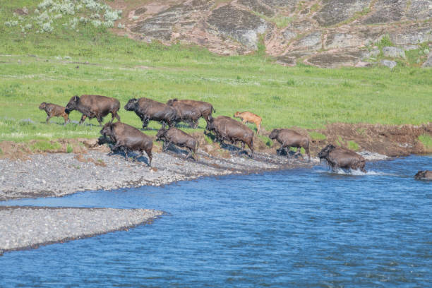 istock Large number of Bison with calves crossing river 1163818553