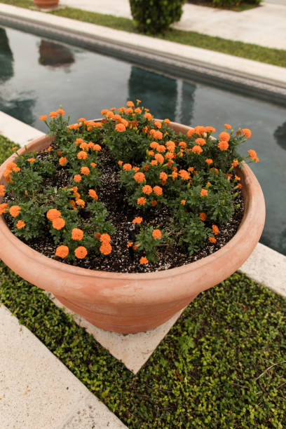 Orange Flowers in Pot in Palm Beach, Florida.