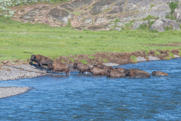istock Large number of Bison with calves crossing river 1163819315
