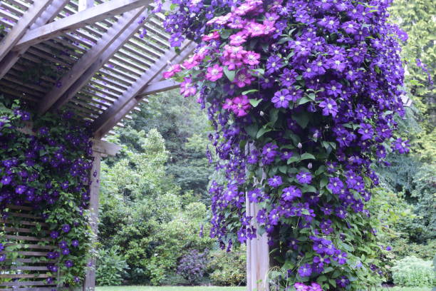 istock A View Of Beautiful Flowers On Trellis 1163819547