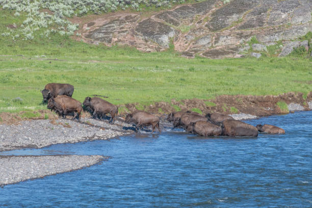 istock Large number of Bison with calves crossing river 1163820338