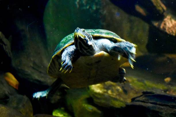 istock Sea turtle in an aquarium 1163820512