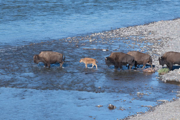 istock Large number of Bison with calves crossing river 1163820558