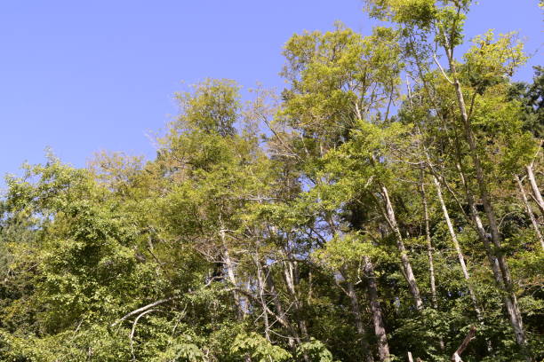 istock Treetop View On a Sunny Day At Tolmie State Park 1163822598