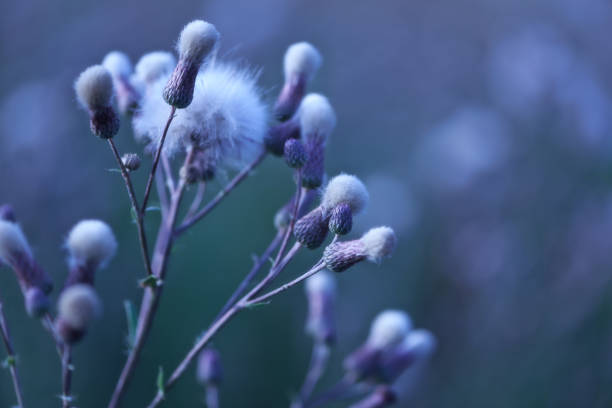 istock Thistle flower in summer. Plant background. 1163823436